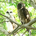 Rufous Owl chick (left) and female (right) アカチャアオバズク. Successful breeding in 2020 after failed attempts in 2018 and 2019.<br />Canon EOS 7D MK2 + EF400 F5.6L